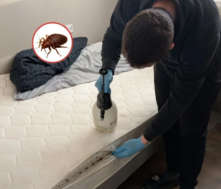 Technicien traitant un matelas contre les punaises de lit à Boussy-Saint-Antoine